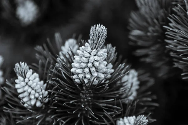 Young shoots of spruce. Black and white. Toning. — Stock Photo, Image