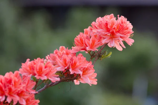 庭のシャクナゲの開花. — ストック写真
