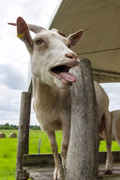 Домашня коза (Capra hicus) на фермі, крупним планом . — стокове фото