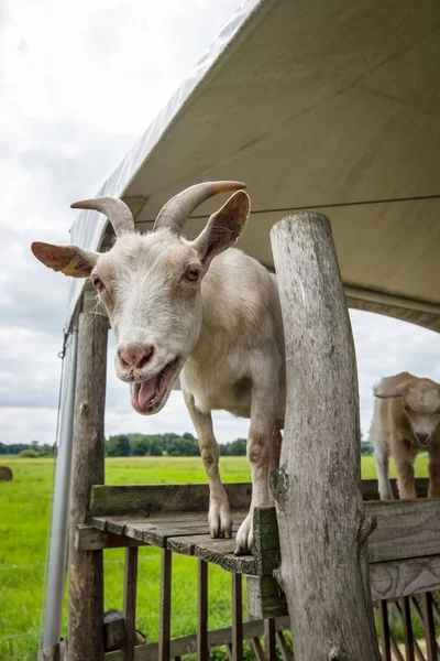 The home goat (Capra hircus) in the farm, close-up. — Stock Photo, Image