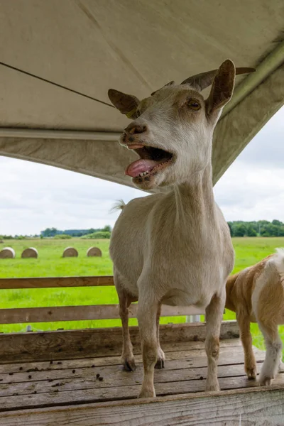 La cabra de casa (Capra hircus) en la granja, primer plano . — Foto de Stock