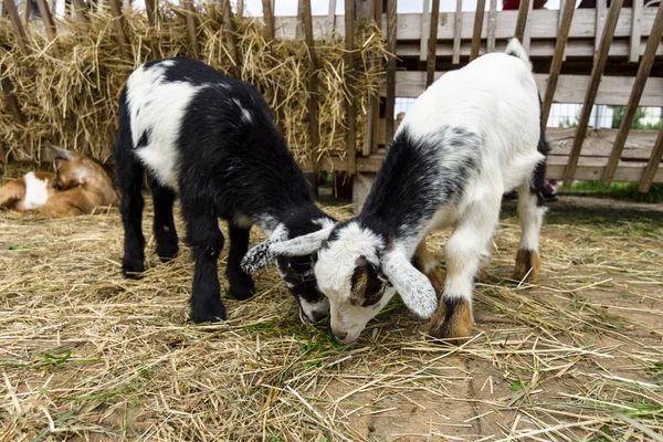 Szczelnie-do góry kid (Capra hircus) koza krajowego. — Zdjęcie stockowe