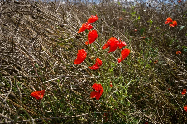 Th red poppies — Stock Photo, Image