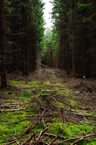 Árboles caídos en un bosque denso . — Foto de Stock