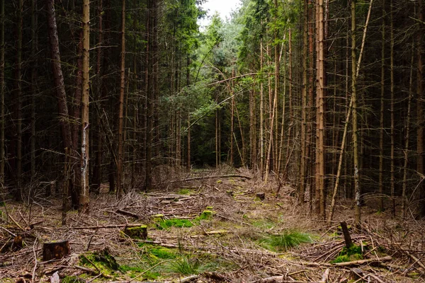 Árvores caídas em uma floresta densa . — Fotografia de Stock