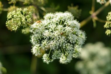 Flower of a poisonous biennial herbaceous flowering plant - Conium maculatum. clipart