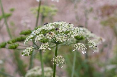 Flower of a poisonous biennial herbaceous flowering plant - Conium maculatum. clipart