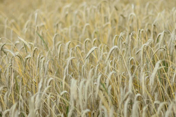 Grão de centeio maduro. Agricultura. Contexto . — Fotografia de Stock