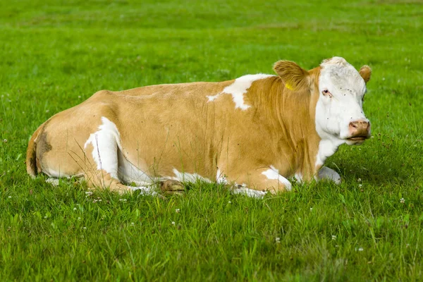 A vaca jaz no pasto . — Fotografia de Stock