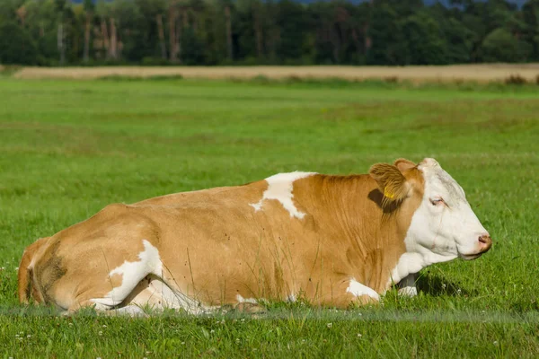 A vaca jaz no pasto . — Fotografia de Stock