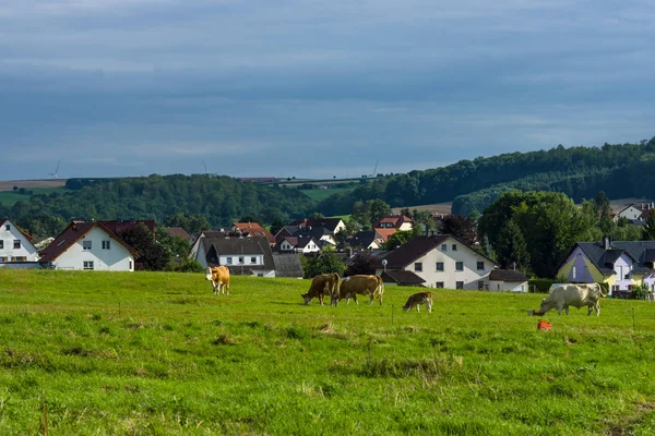 Una vaca en el pasto. En el fondo, las casas del pueblo . — Foto de Stock