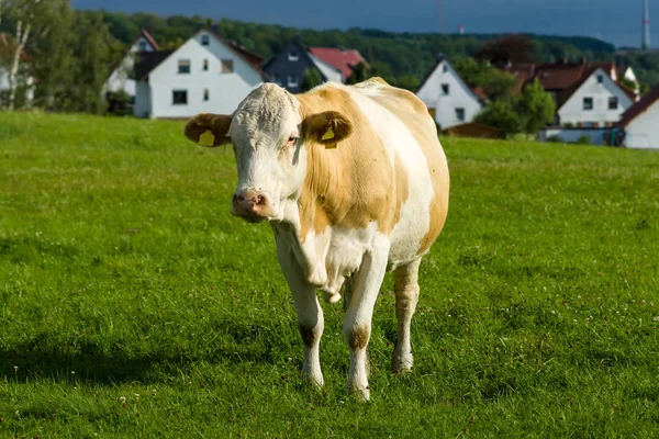 一头牛在牧场上。在后台，村屋. — 图库照片