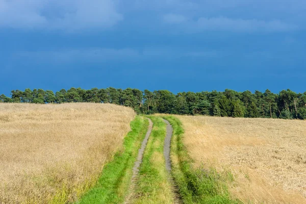 Paisagem rural. A estrada é longe e campos maduros de trigo . — Fotografia de Stock