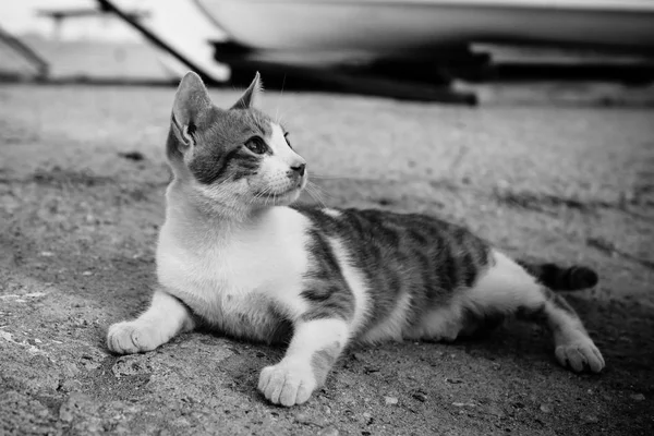 Seaport meraklı evsiz kedi. — Stok fotoğraf