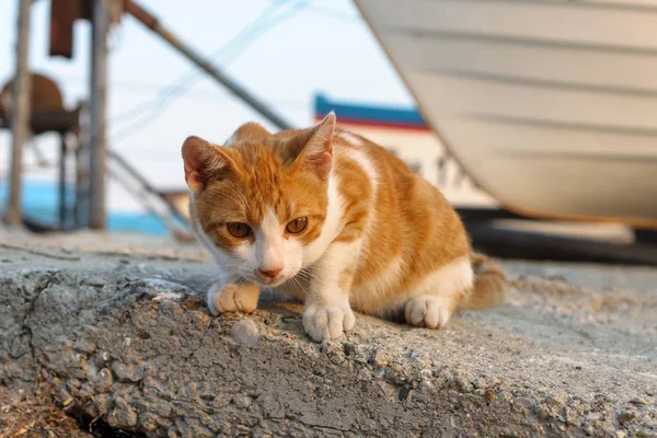 Curious homeless cat in the seaport. Stock Image