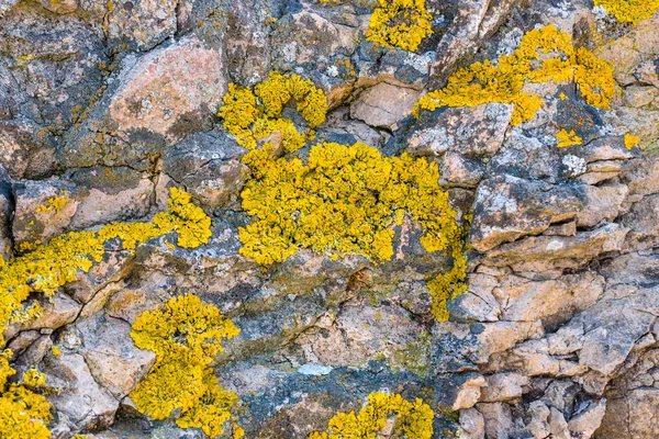 Lichen du genre Crustose lichen on stones. Contexte . — Photo