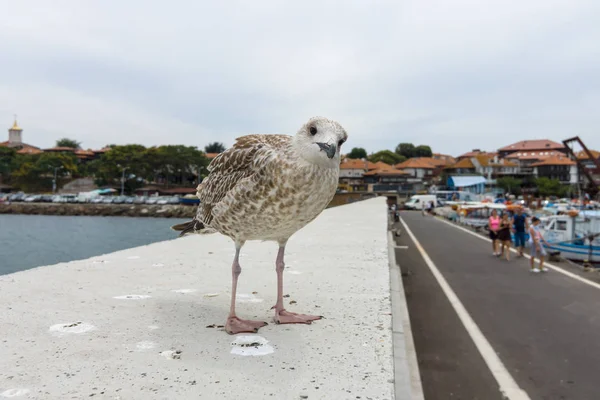 Curious gull on the background of an ancient city on the Black Sea coast of Bulgaria. — Stock Photo, Image