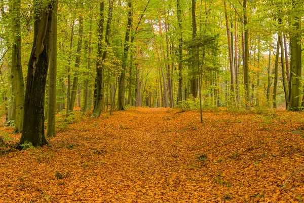 Um caminho com folhas caídas na floresta de outono . — Fotografia de Stock