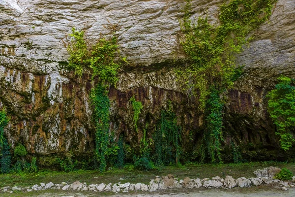 Natuurlijke achtergrond. Steile rotsen en planten aan hen. — Stockfoto