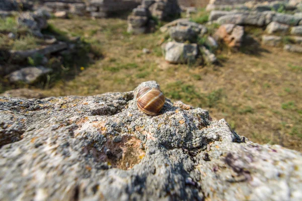 Une coquille vide d'escargot sur les pierres. Profondeur de champ faible . — Photo