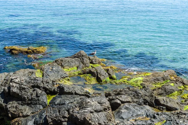 Великі камені, покриті водоростями в морі . — стокове фото