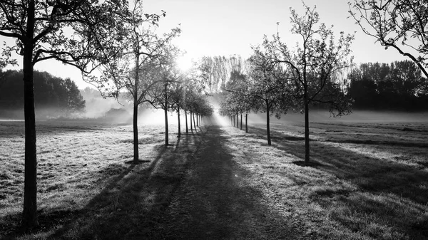 Πρωί Πεδίο Στην Ομίχλη Και Διαδρομή Που Αφήνοντας Απόσταση Wuhlgarten — Φωτογραφία Αρχείου