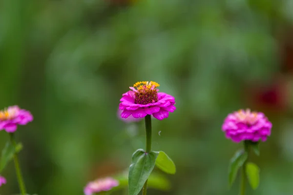 Květina Cínie Zahradě Detail — Stock fotografie