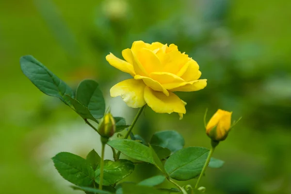 Flower Large Yellow Rose Garden Close — Stock Photo, Image