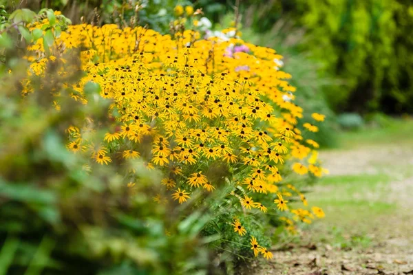 Bloem Bush Van Rudbeckia Tuin — Stockfoto