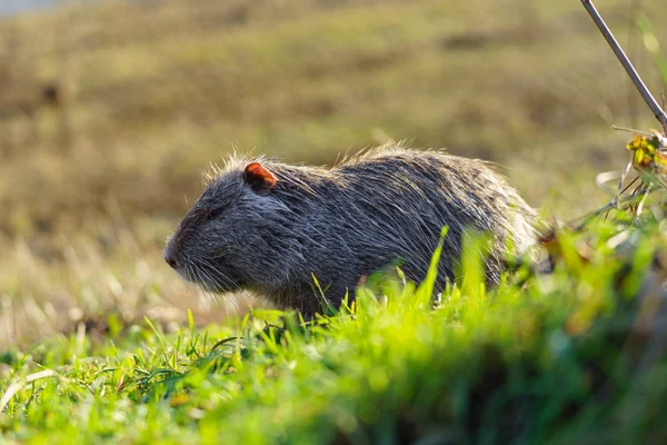 在自然界中的麝鼠 Zibethicus — 图库照片