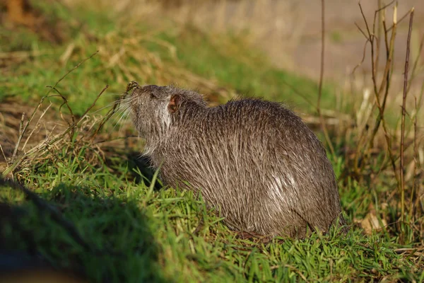 Rat Musqué Ondatra Zibethicus Dans Nature — Photo