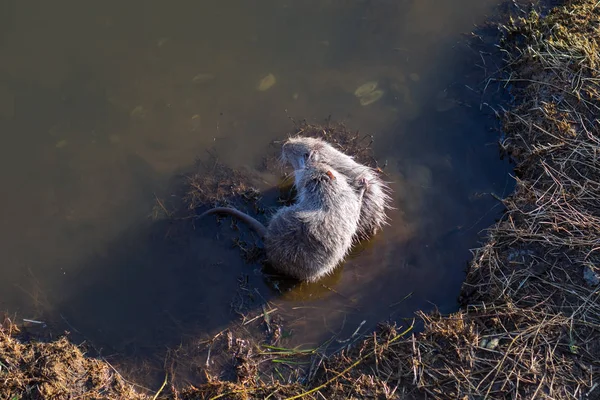 Two Young Muskrats Ondatra Zibethicus Play Each Other Water — Stock Photo, Image