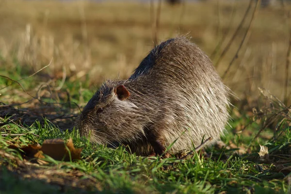 Muskrat Ondatra Zibethicus Alam — Stok Foto