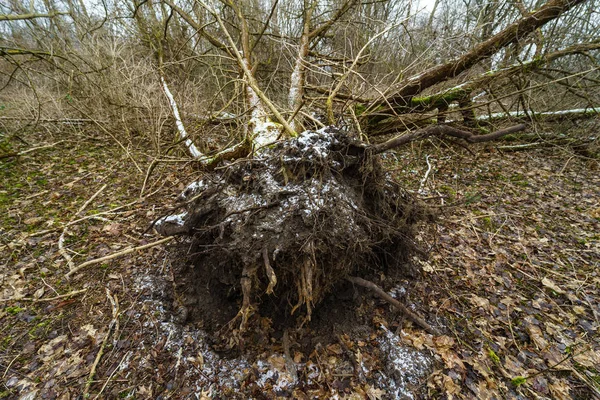 Ormana Düşmüş Bir Ağaç Güçlü Bir Rüzgar Sonuçları — Stok fotoğraf