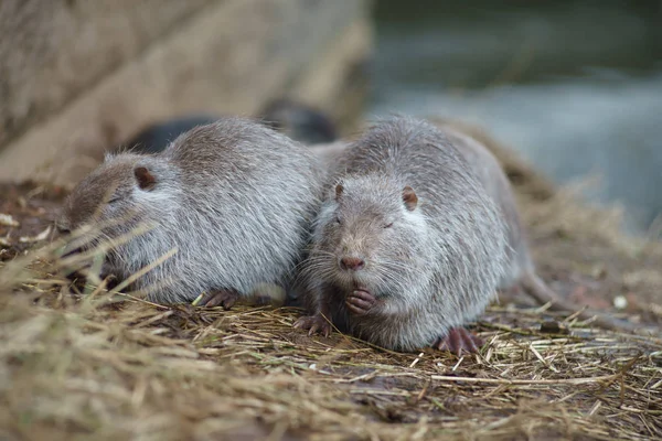 Topo Muschiato Ondatra Zibethicus Nella Natura — Foto Stock