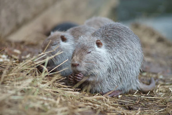 Die Bisamratte Ondatra Zibethicus Der Natur — Stockfoto