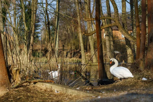 Dva Velké Bílé Labutě Cygnus Olor Rybník — Stock fotografie