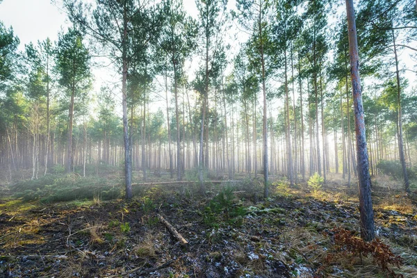 Jovem Pinhal Nevoeiro Dia Frio Sem Neve — Fotografia de Stock