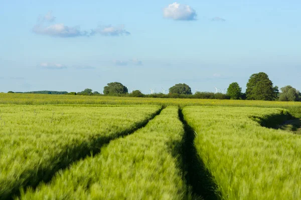 Campo Centeio Primavera Motivos Agrícolas Dia Ensolarado — Fotografia de Stock