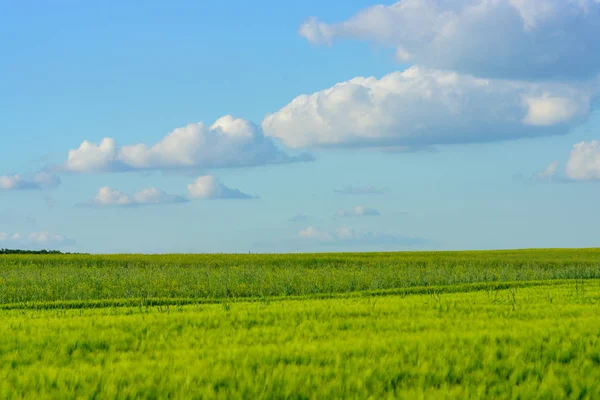 Frühlingsroggen Landwirtschaftliche Flächen Sonniger Tag — Stockfoto