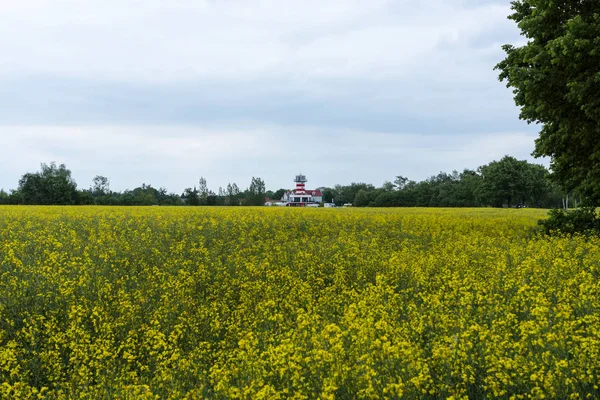 Blühendes Rapsfeld — Stockfoto