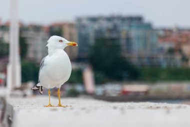 A large seagull on a concrete pier close up. clipart