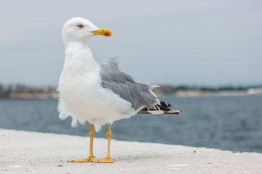 A large seagull on a concrete pier close up. clipart