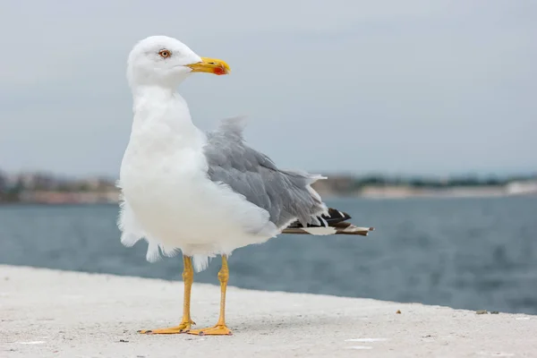 Stor Fiskmås Betong Pir Närbild — Stockfoto