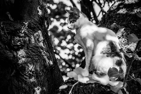 Ağaçta Oturmuş Bir Evsiz Kedi Portresi Siyah Beyaz — Stok fotoğraf