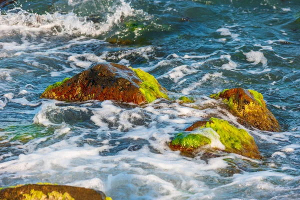 Surf Marino Olas Rocas Cubiertas Algas Primer Plano — Foto de Stock