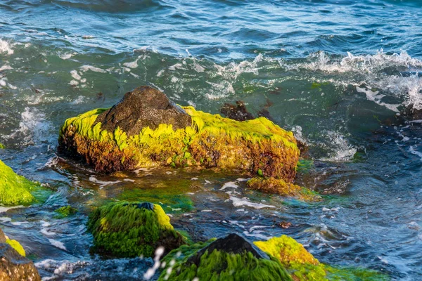 Sea Surf Waves Rocks Covered Algae Close — Stock Photo, Image