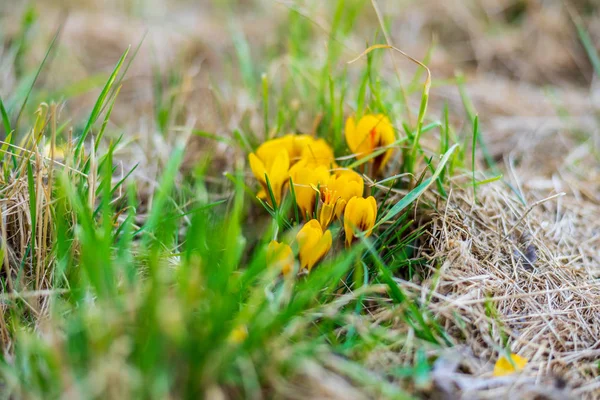 Les Premières Fleurs Printanières Crocus Crocus Sativus Dans Une Prairie — Photo
