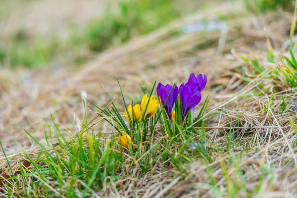 Primeiras Flores Primavera Crocus Crocus Sativus Prado — Fotografia de Stock