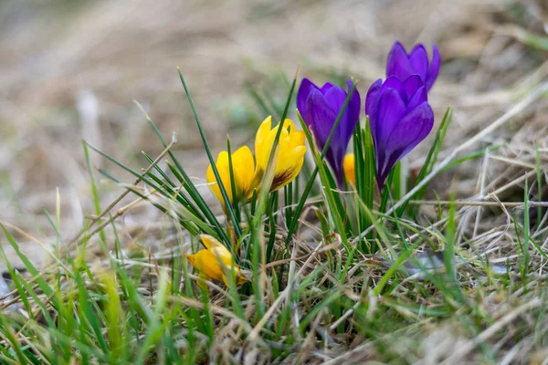 Pierwsze Wiosenne Kwiaty Krokus Crocus Sativus Jest Łące — Zdjęcie stockowe